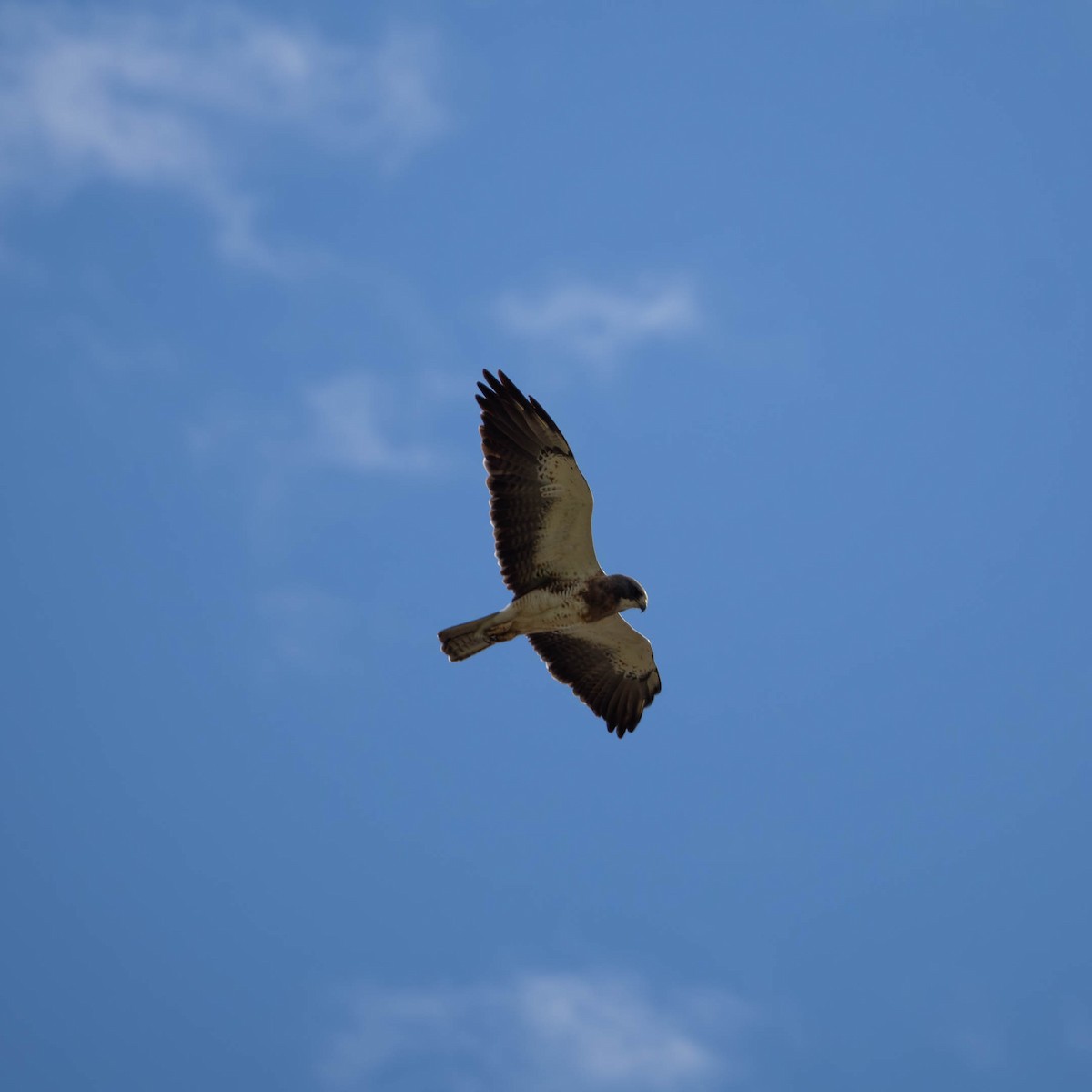 Swainson's Hawk - ML609357999