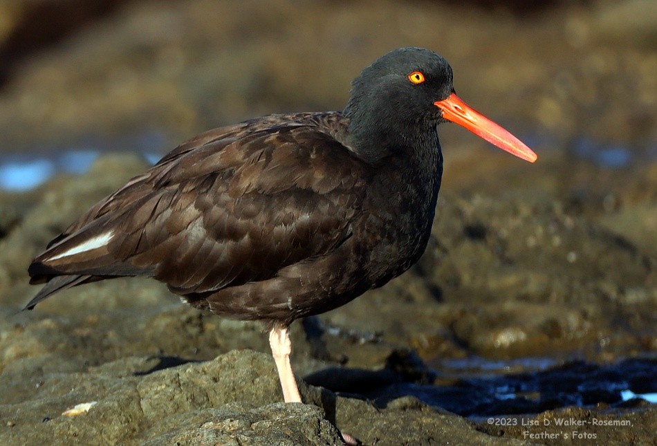 Black Oystercatcher - Lisa Walker-Roseman