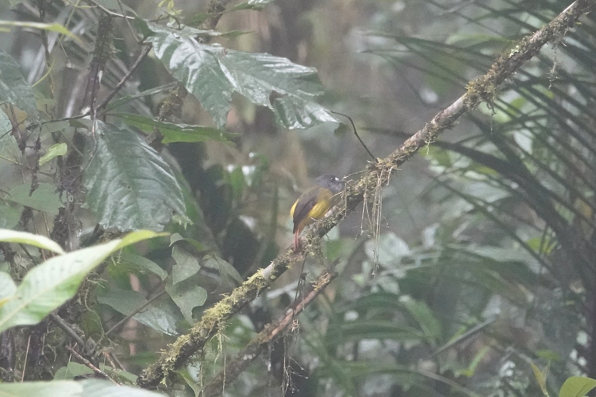 Ornate Flycatcher - ML609358059