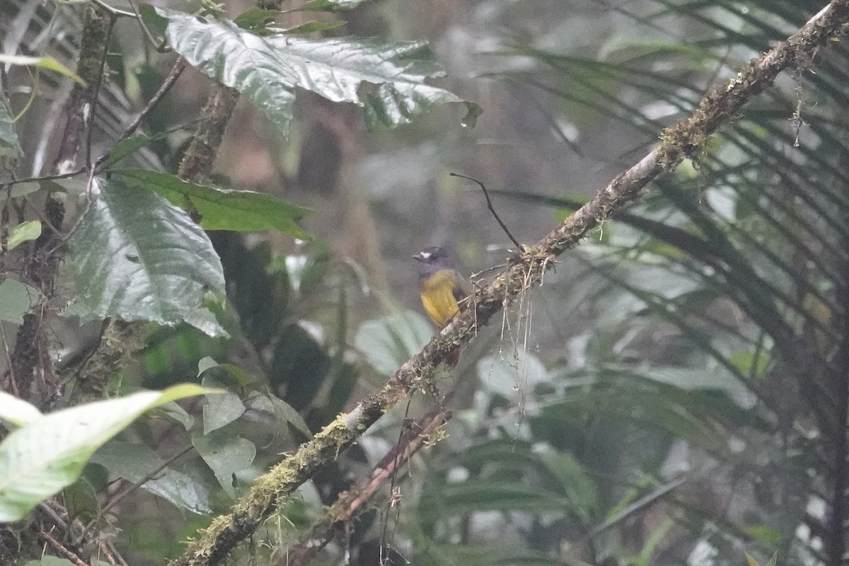 Ornate Flycatcher - ML609358066