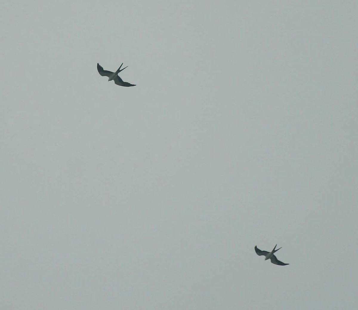 Swallow-tailed Kite - ML609358171