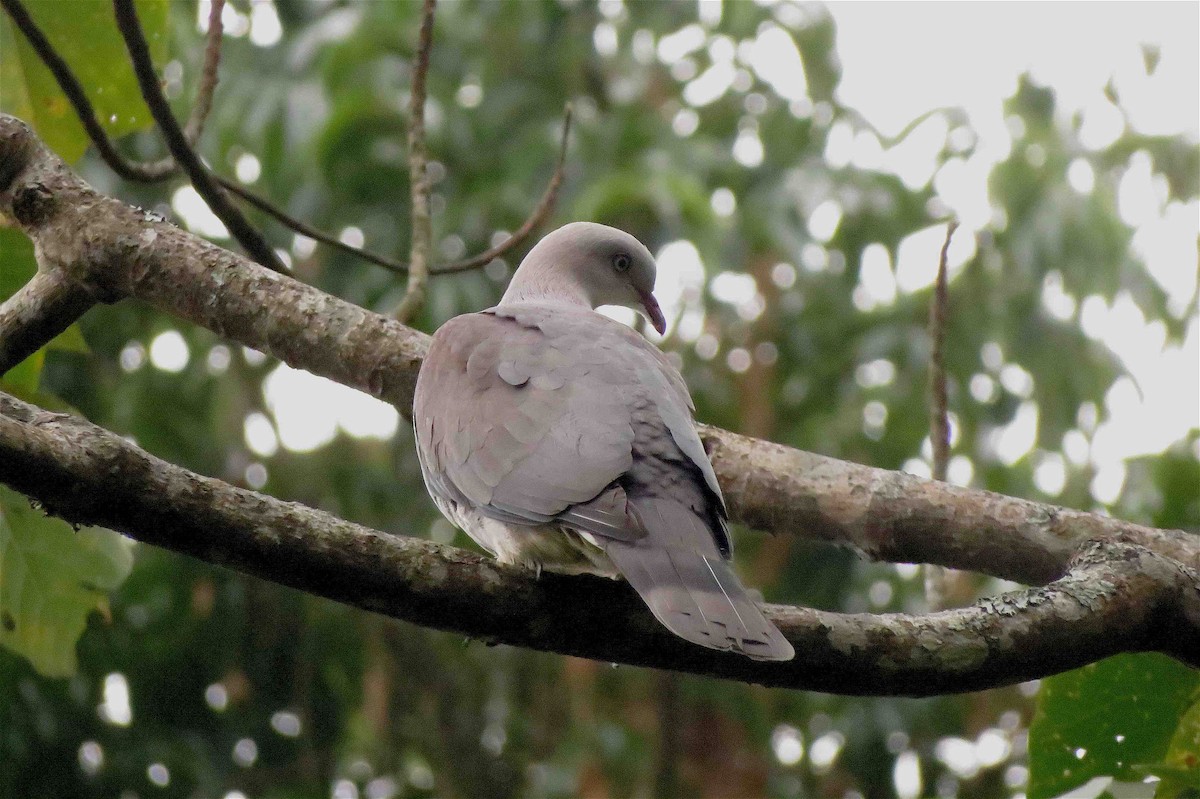 Mountain Imperial-Pigeon - ML609358211