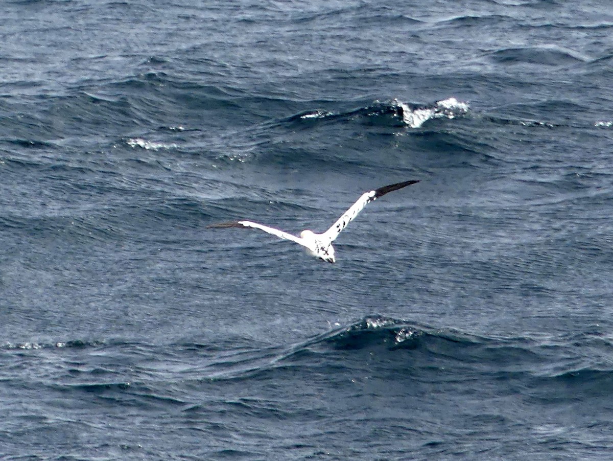 Alcatraz Atlántico - ML609358226