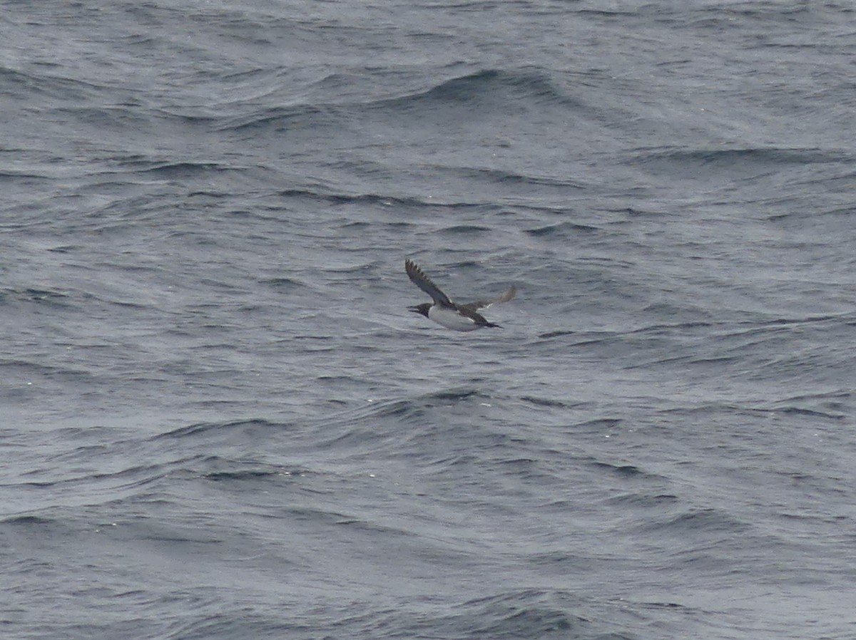 Arao Común - ML609358245