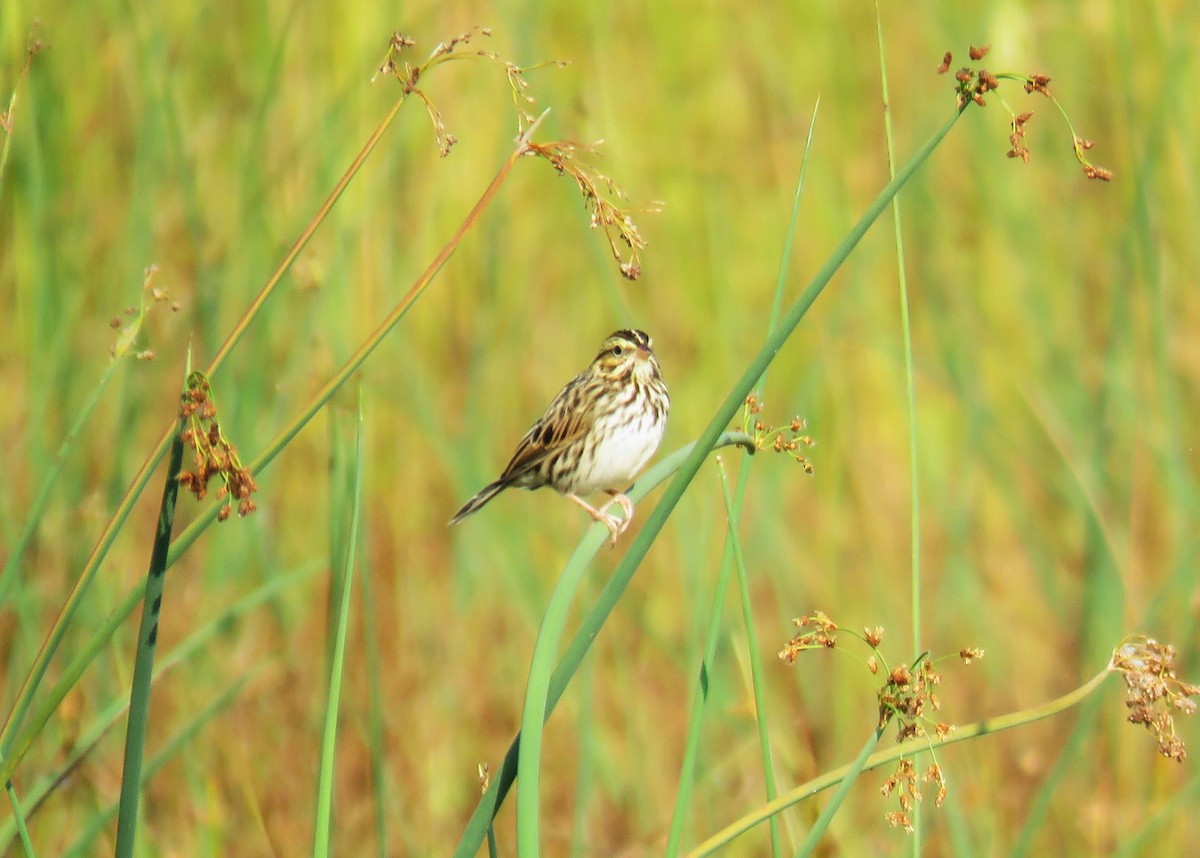 Savannah Sparrow - ML609358354