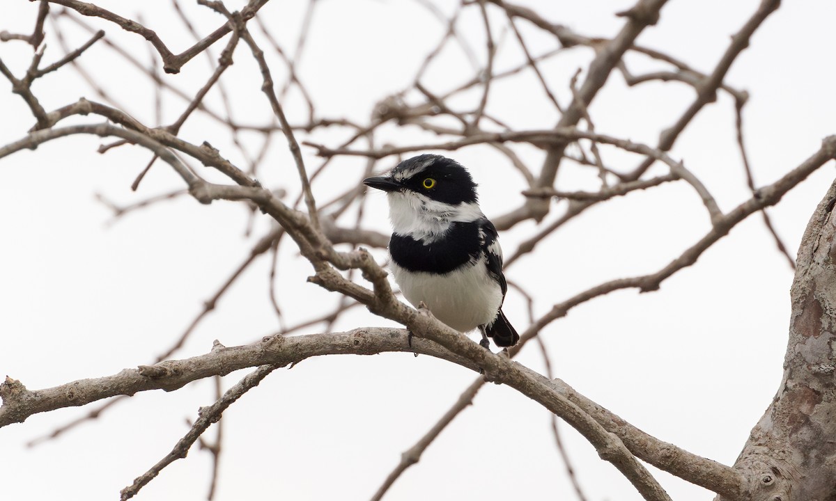 Pale Batis - ML609358360