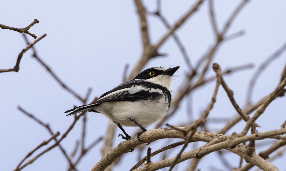 Pale Batis - ML609358361