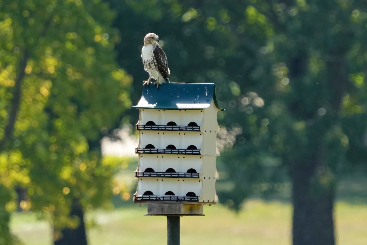 Red-tailed Hawk - ML609358371