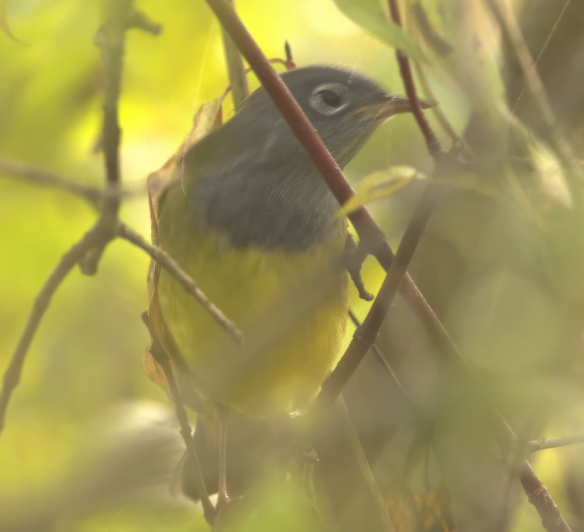 Connecticut Warbler - ML609358384