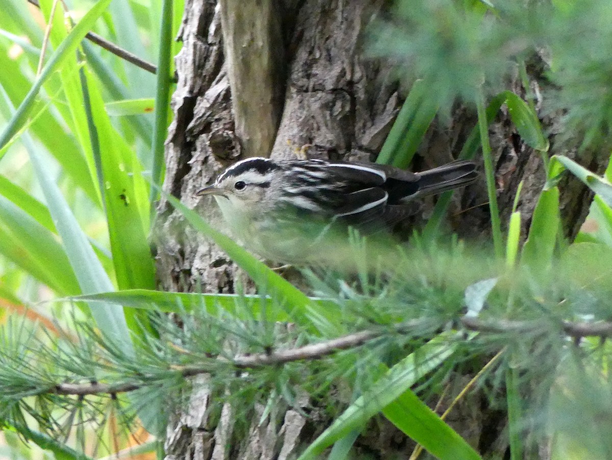 Black-and-white Warbler - ML609358403