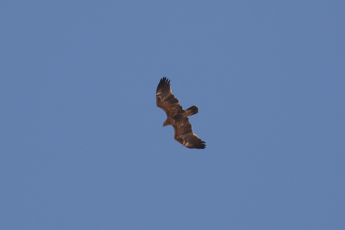 Lesser Spotted Eagle - ML609358410