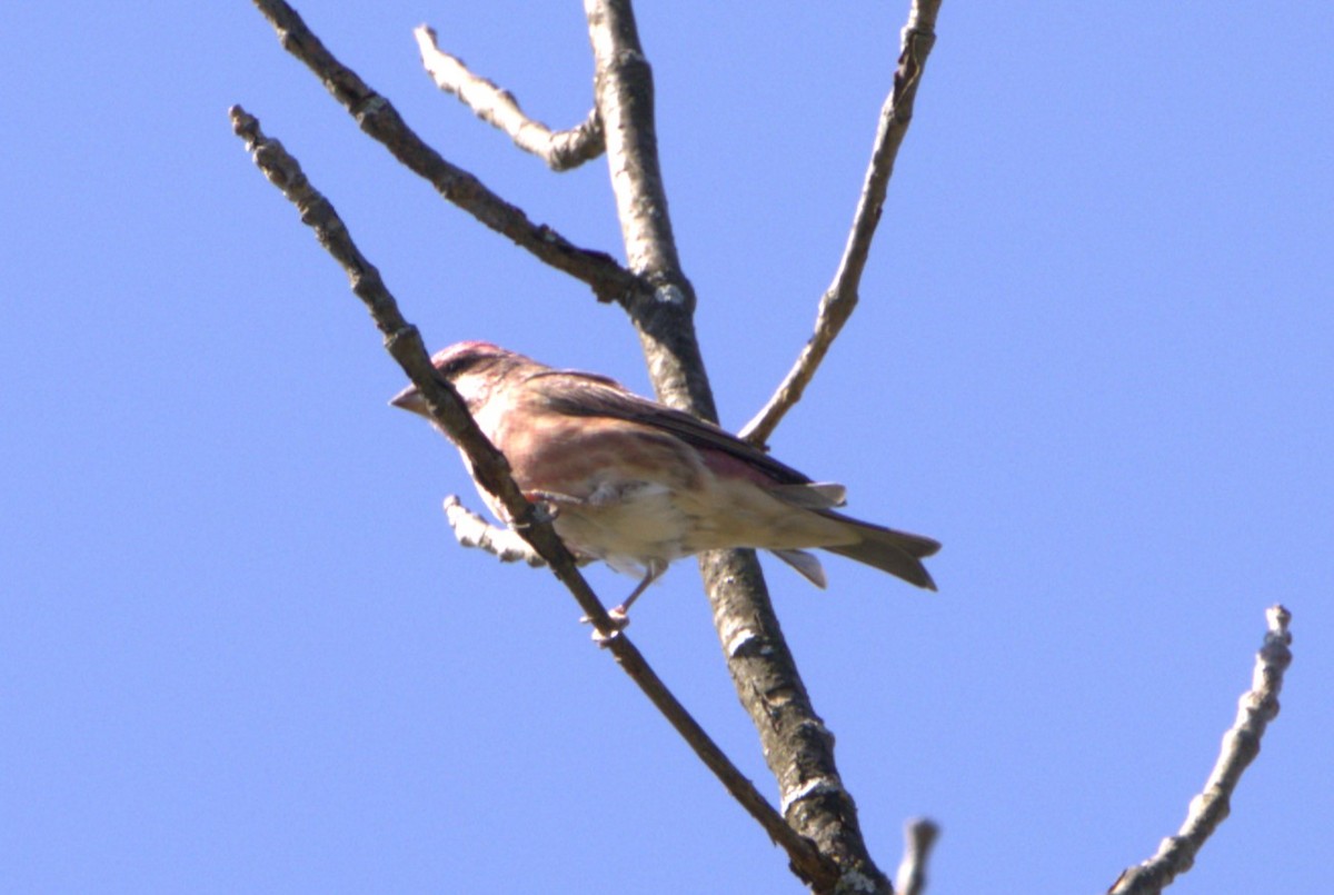 Purple Finch (Eastern) - ML609358469