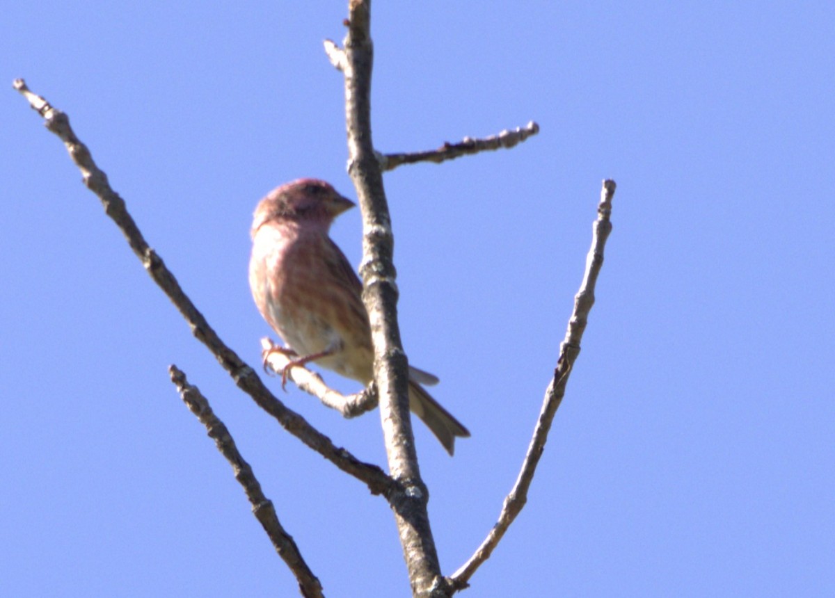 Purple Finch (Eastern) - ML609358471