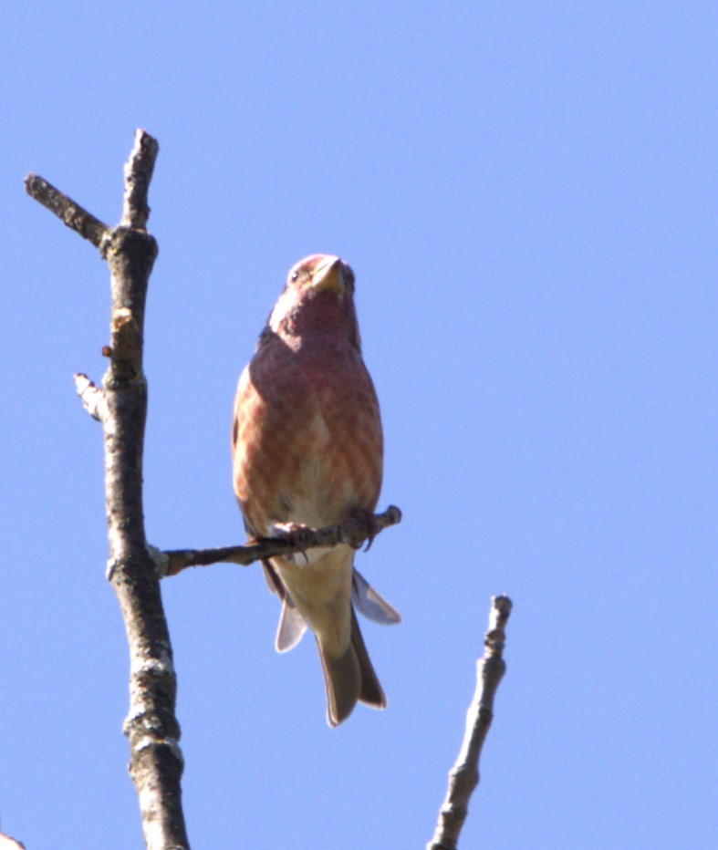 Purple Finch (Eastern) - ML609358472