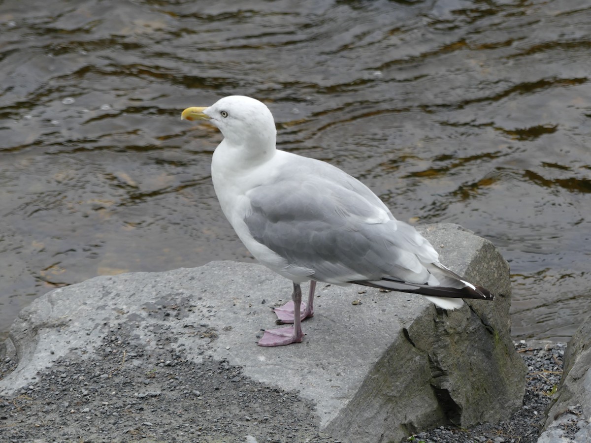 Gaviota Argéntea - ML609358481