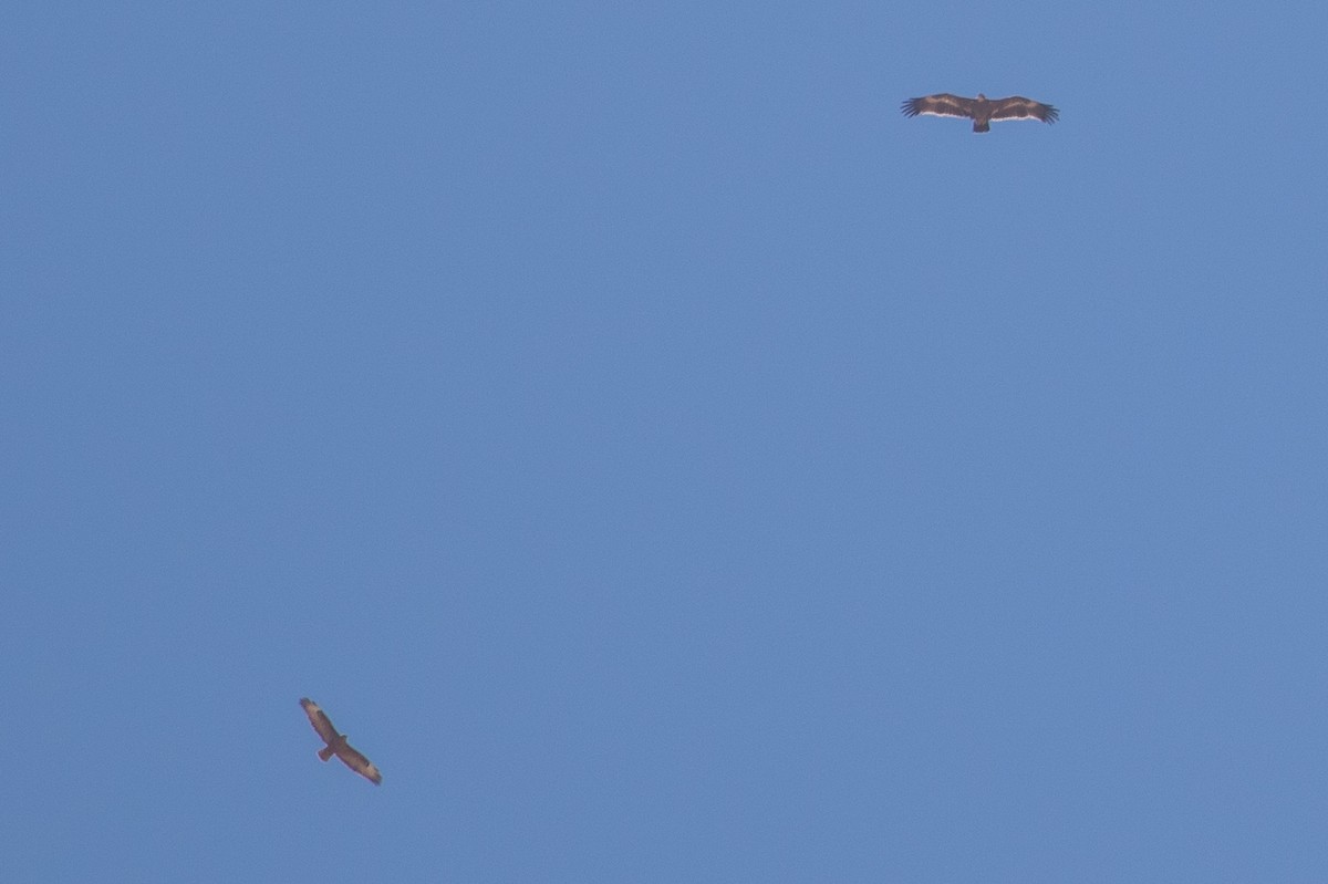 Long-legged Buzzard - Mark Baker