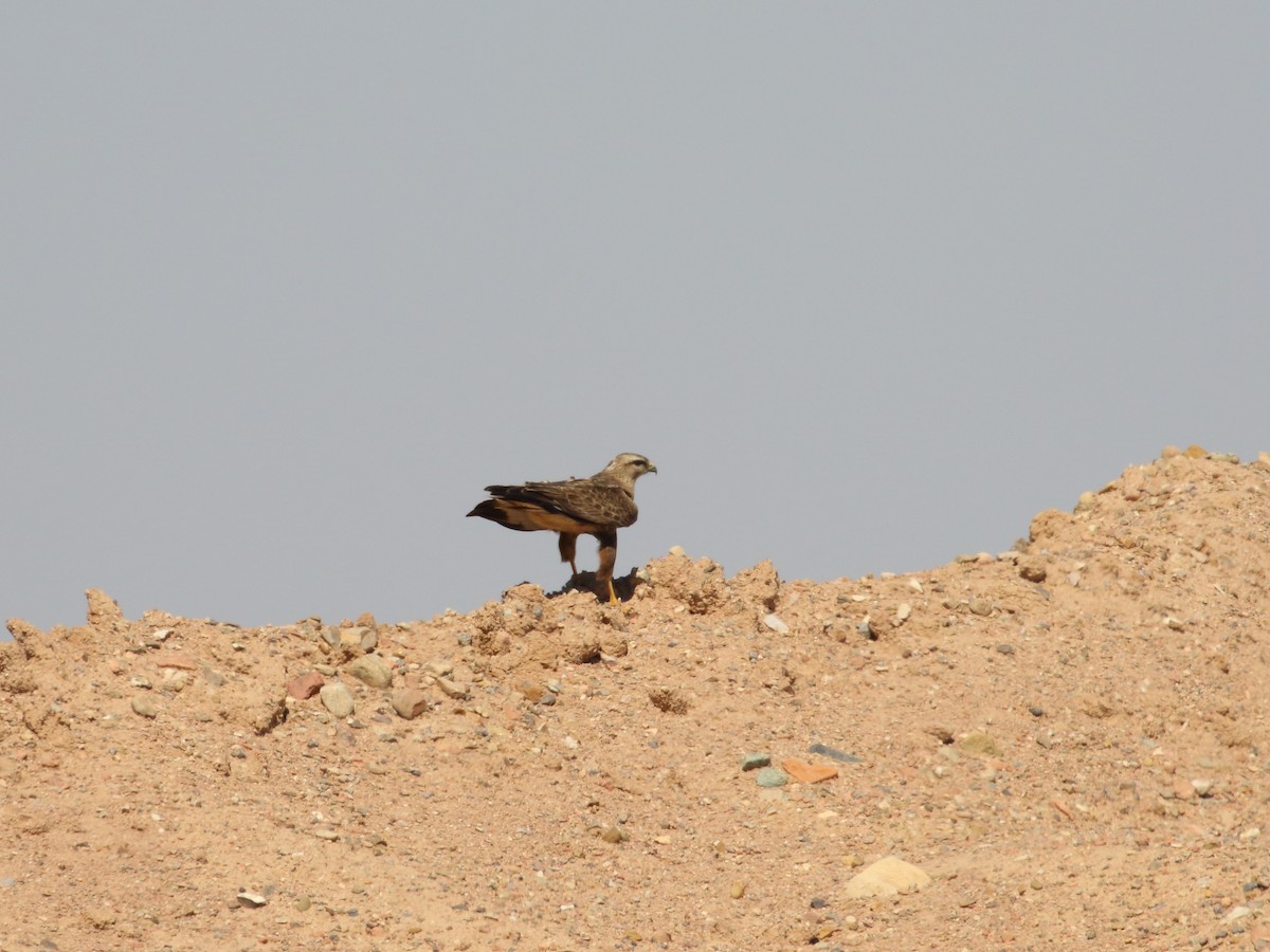 Long-legged Buzzard - Mark Baker