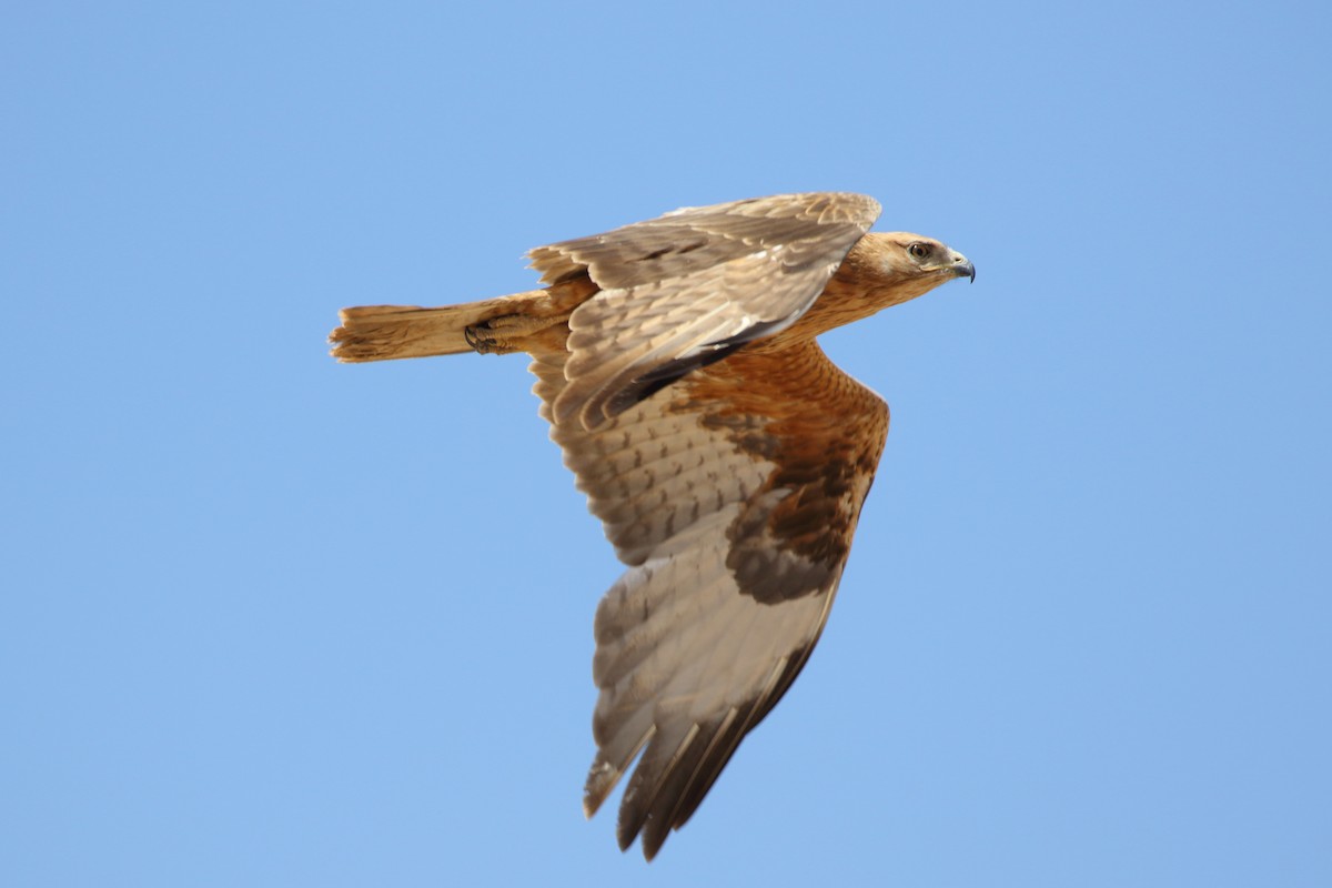 Long-legged Buzzard - ML609358549