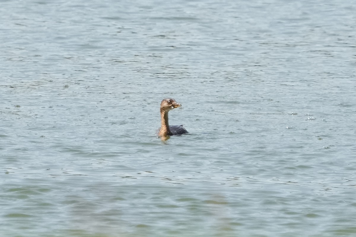 Pied-billed Grebe - ML609358609