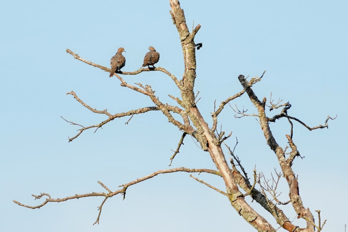 Mourning Dove - ML609358613