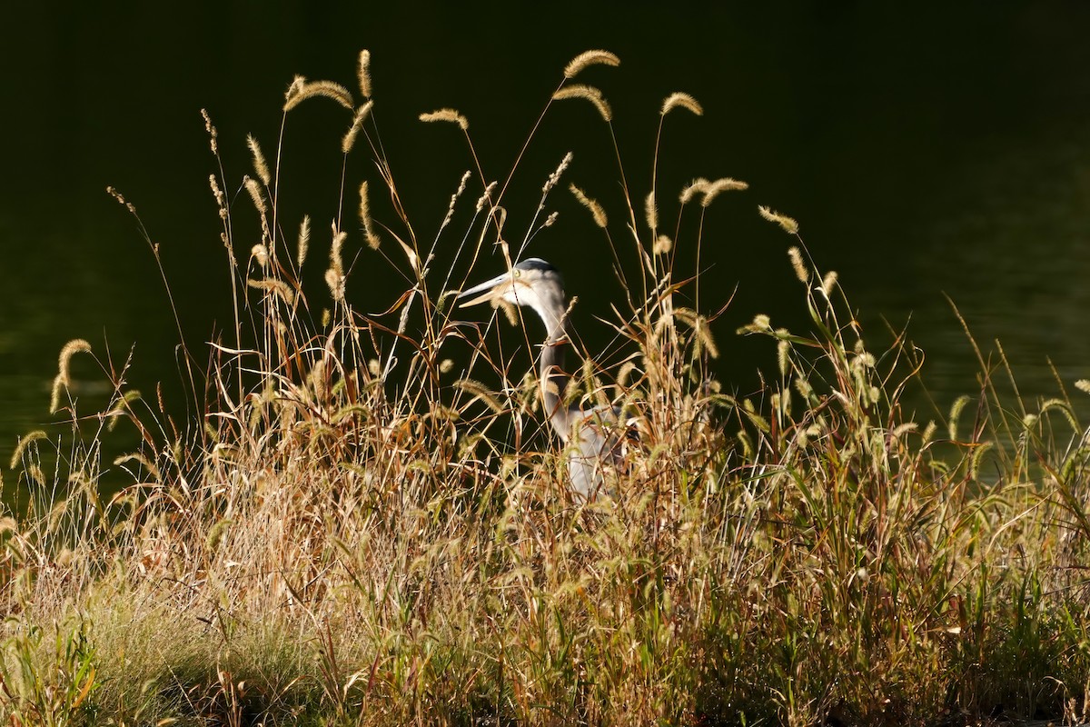 Great Blue Heron - ML609358615