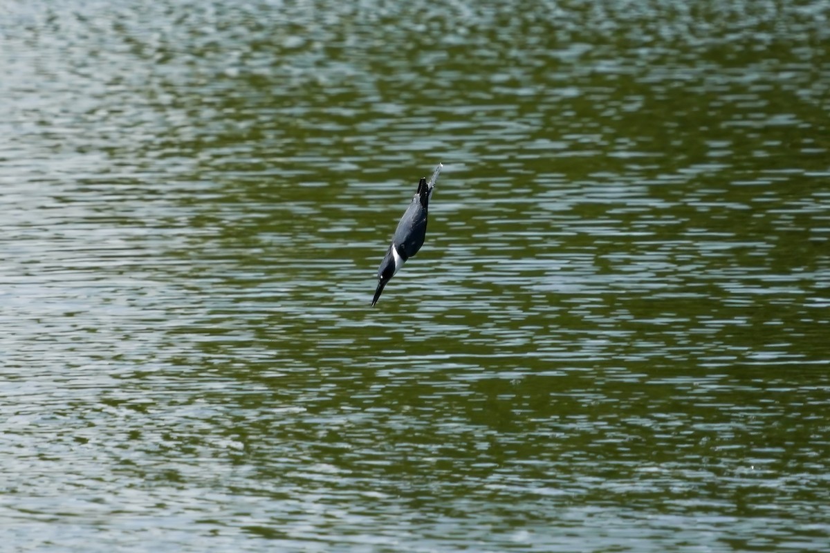 Belted Kingfisher - Dylan Buell