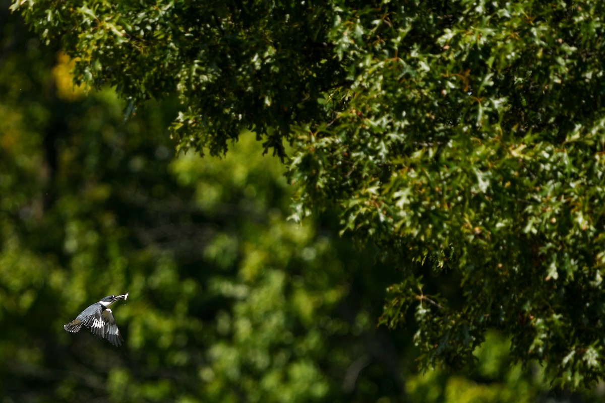 Belted Kingfisher - ML609358626