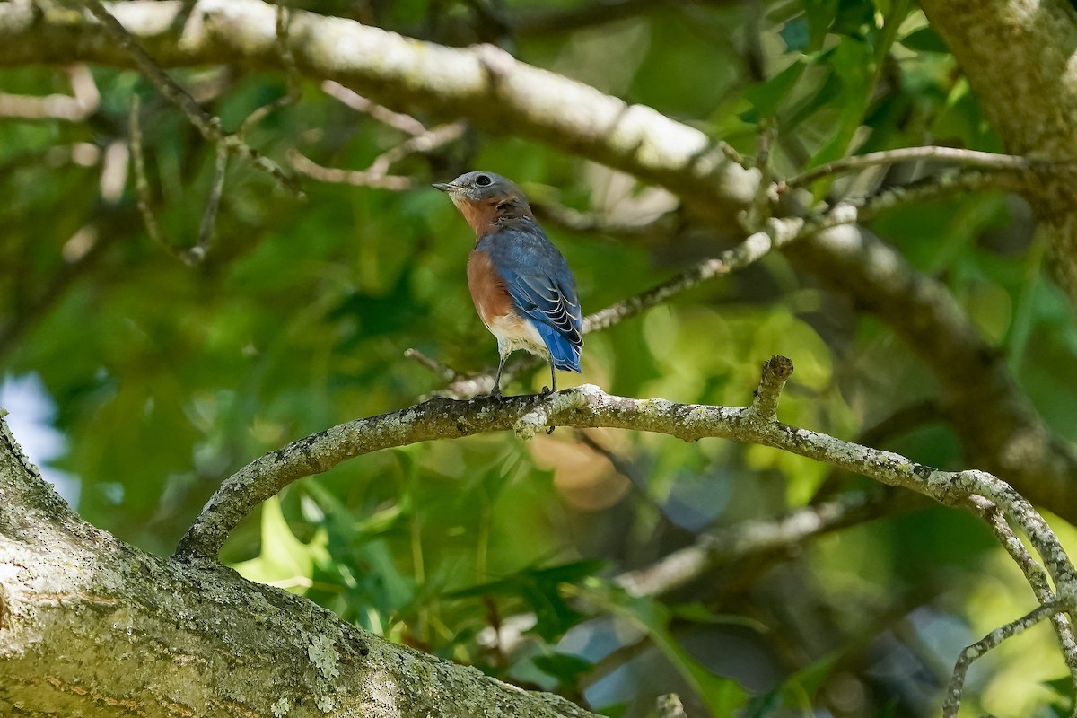 Eastern Bluebird - Dylan Buell