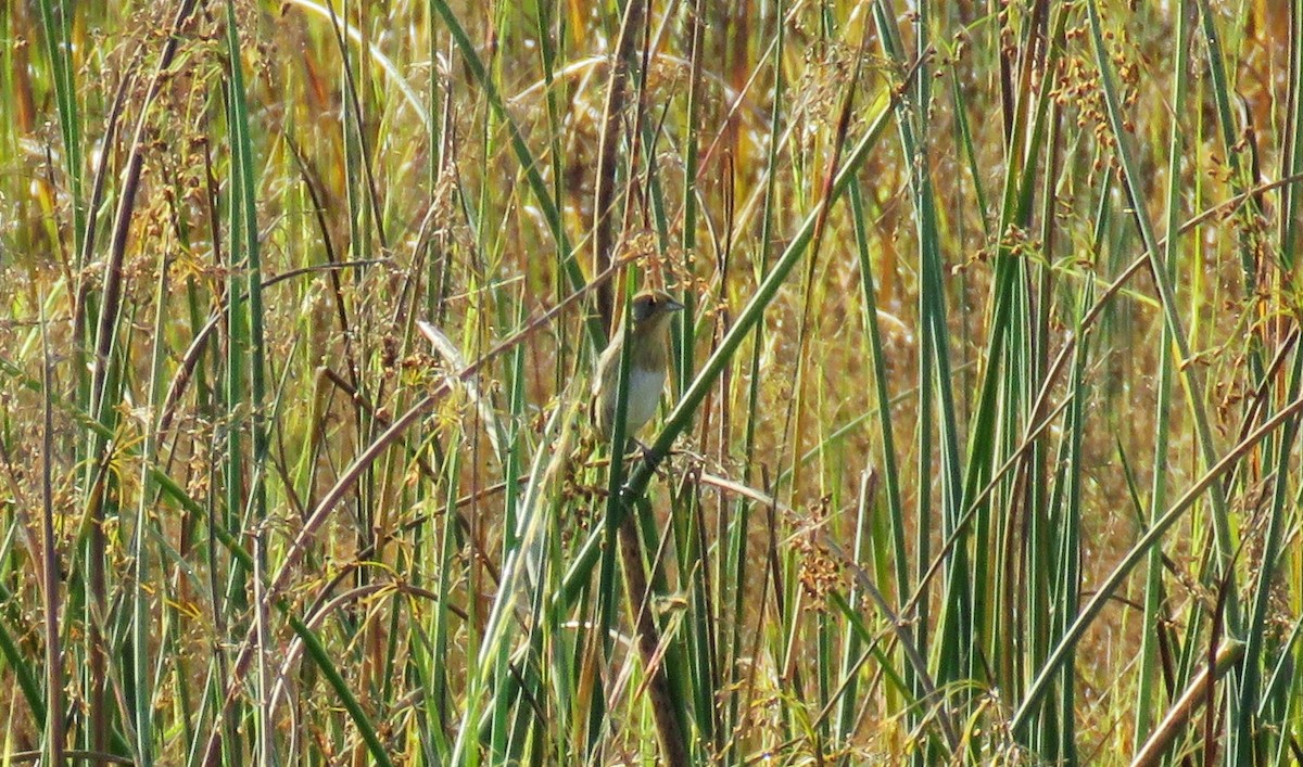 Nelson's Sparrow - ML609358661