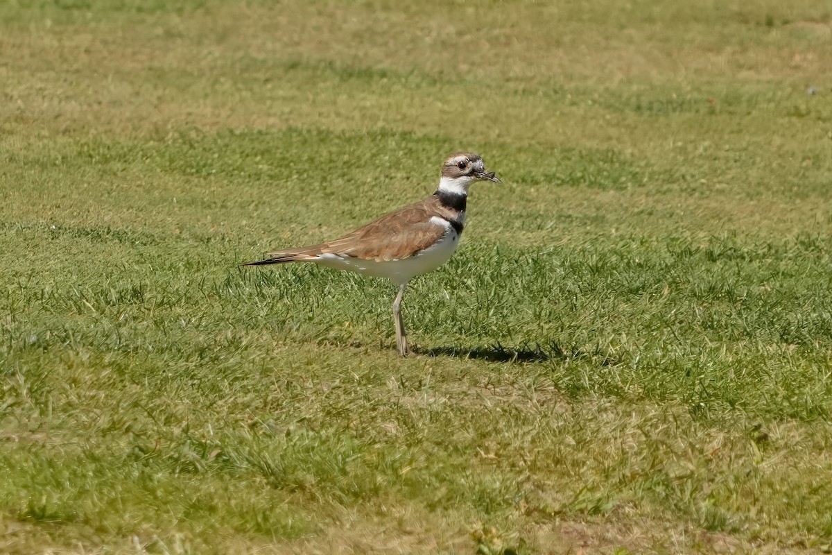 Killdeer - ML609358680