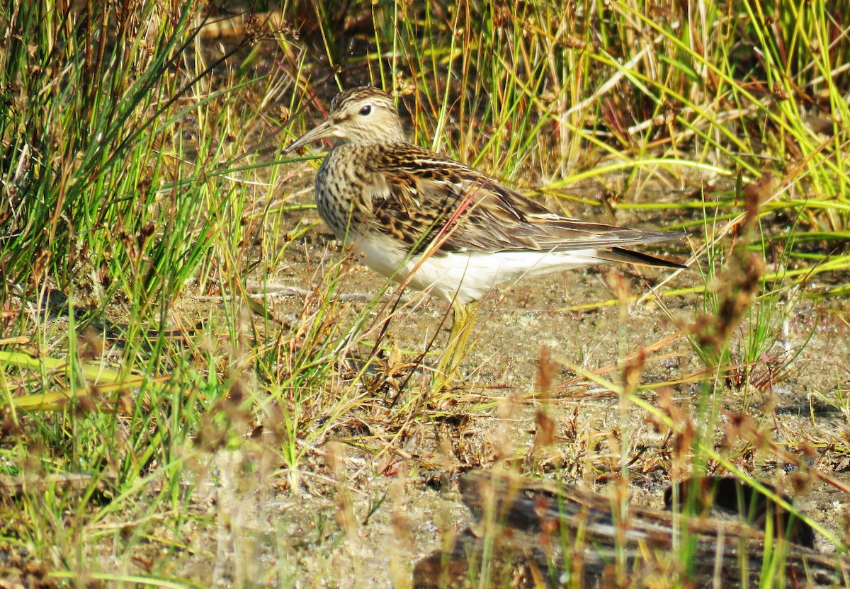 Pectoral Sandpiper - Michel Turcot