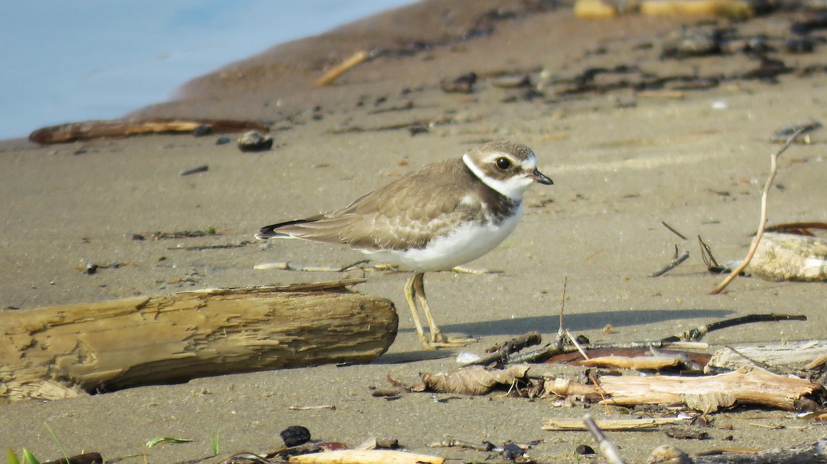 Semipalmated Plover - ML609358799