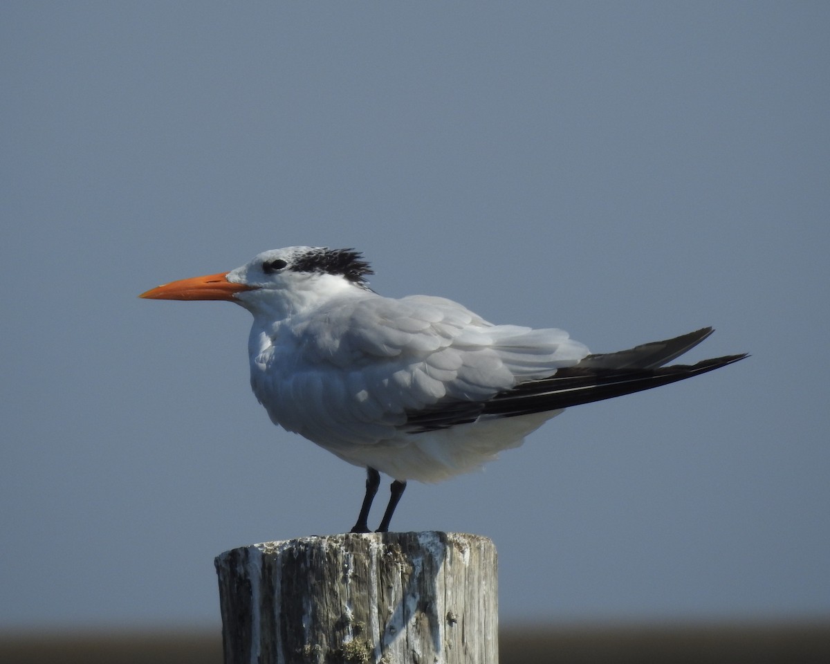 Royal Tern - ML609358820