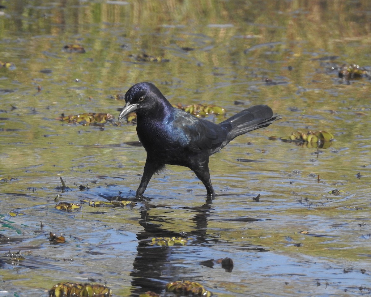 Boat-tailed Grackle - ML609358852