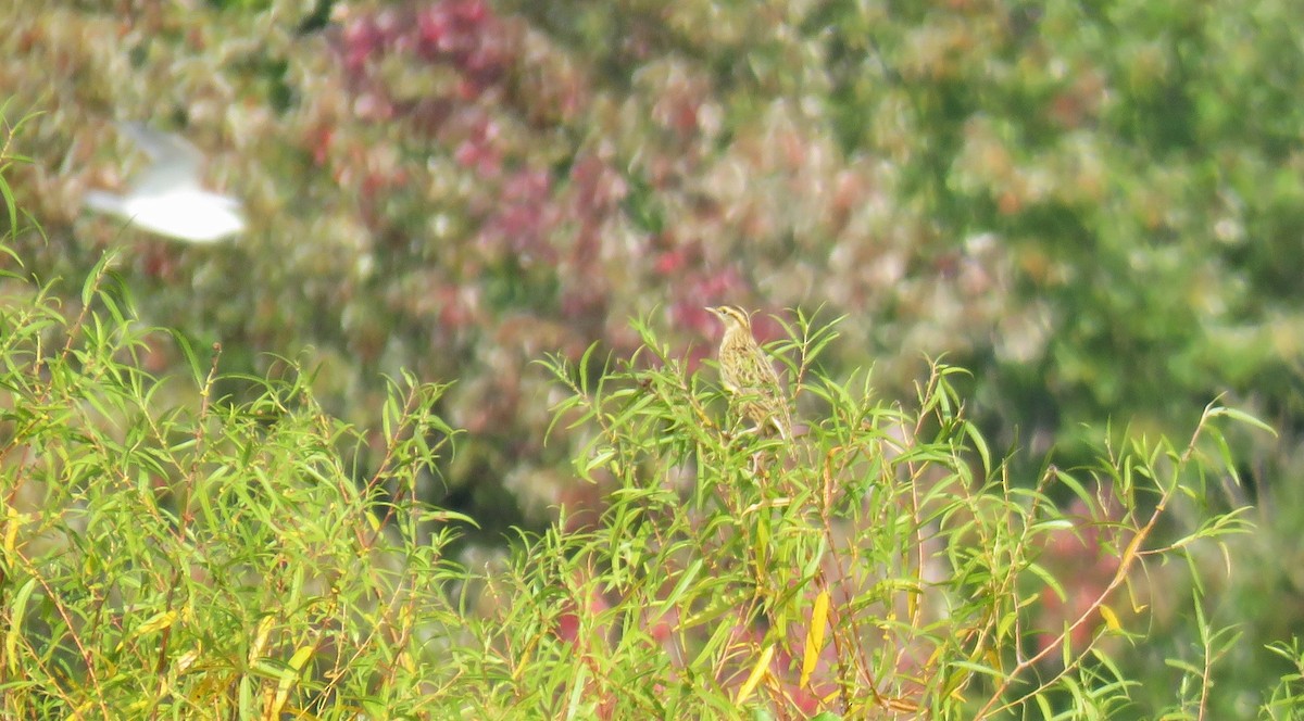 Eastern Meadowlark - ML609359022