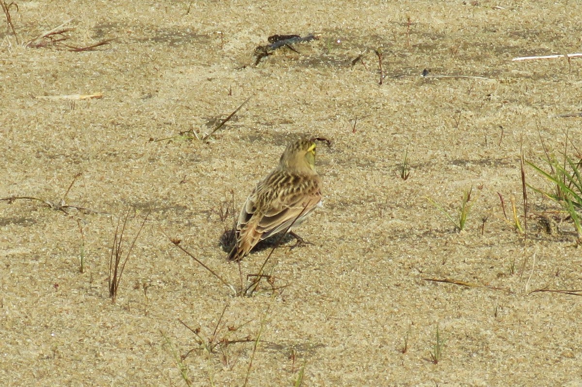 Horned Lark - Michel Turcot