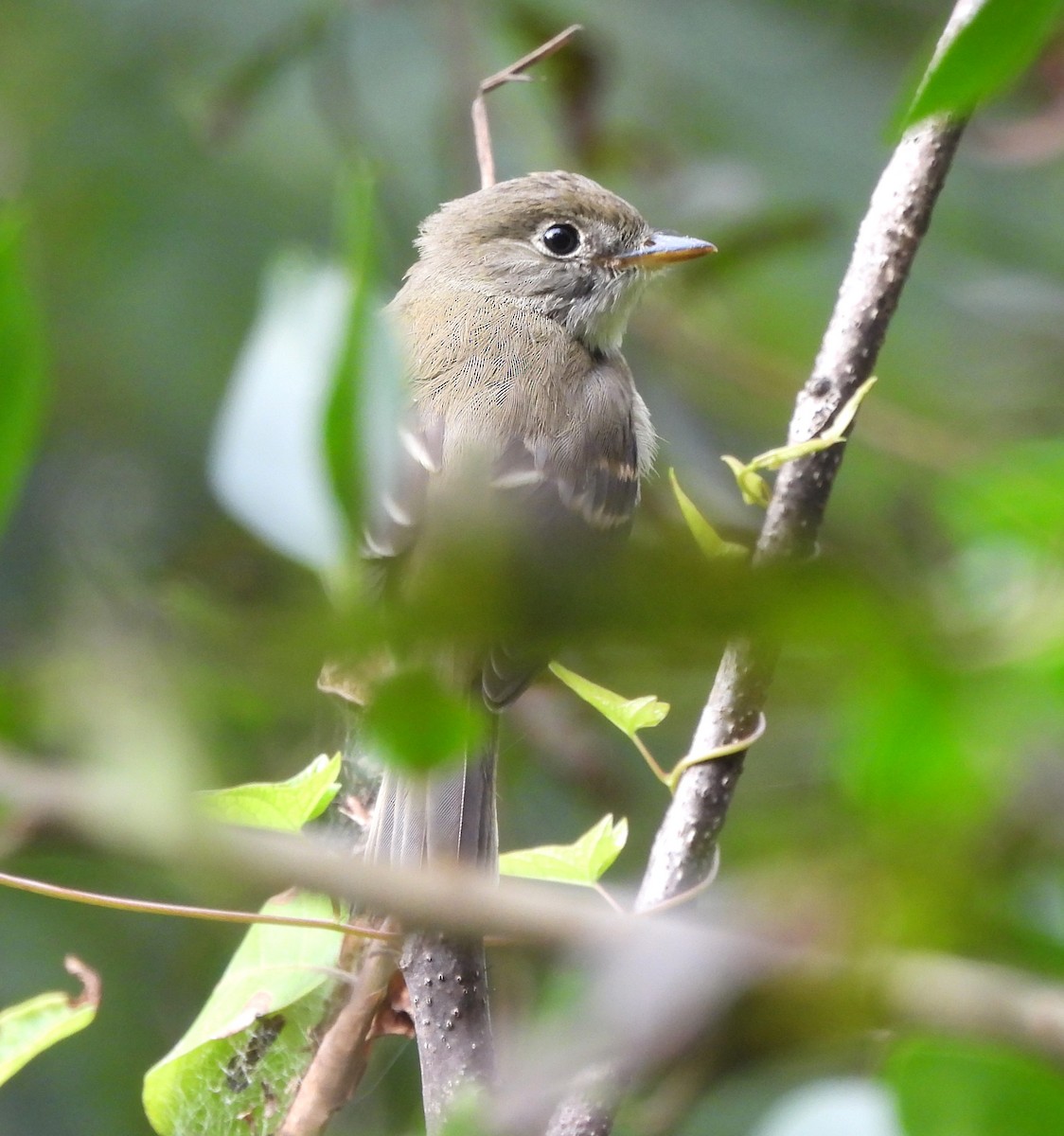 Least Flycatcher - ML609359121