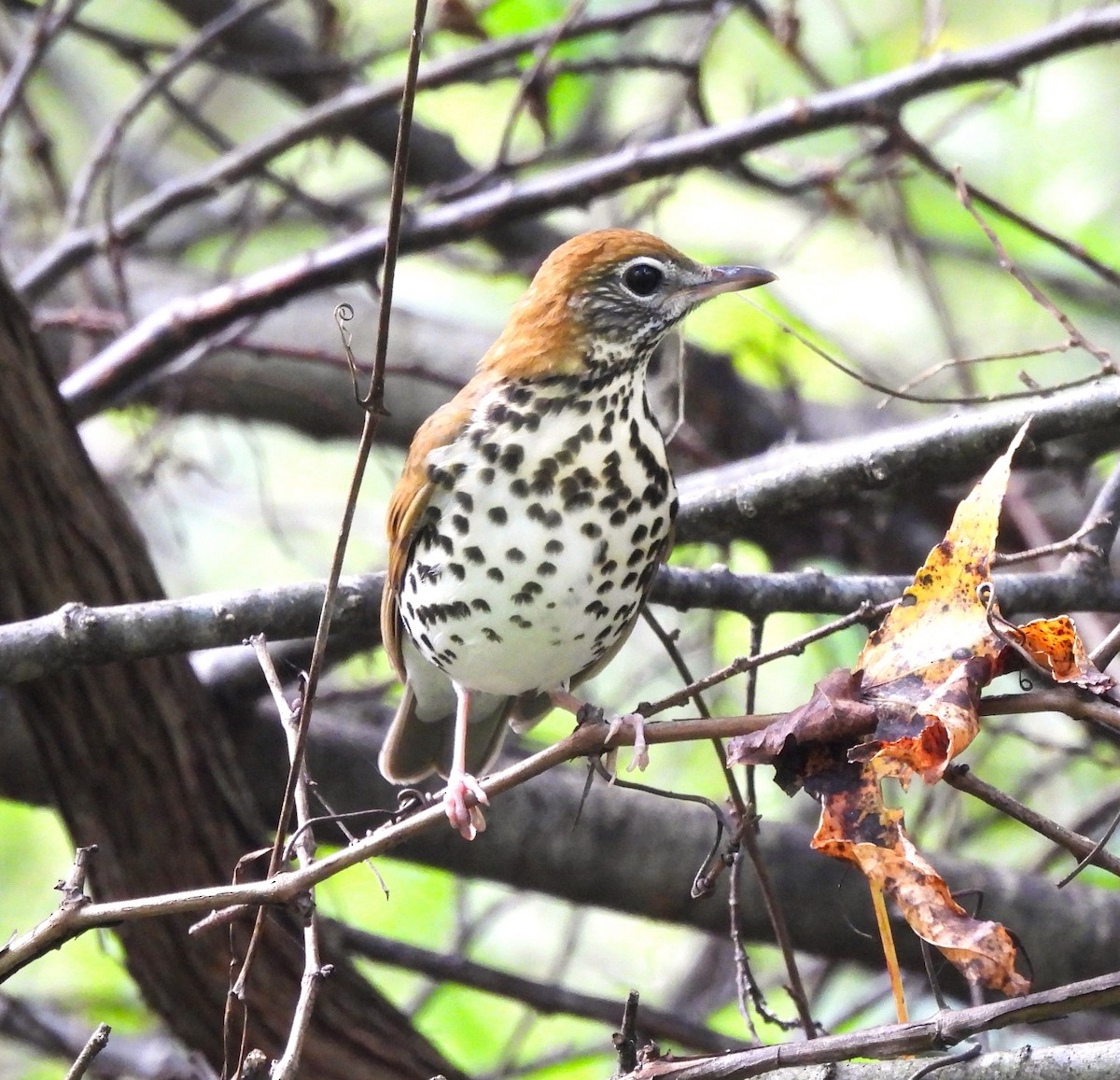 Wood Thrush - ML609359148
