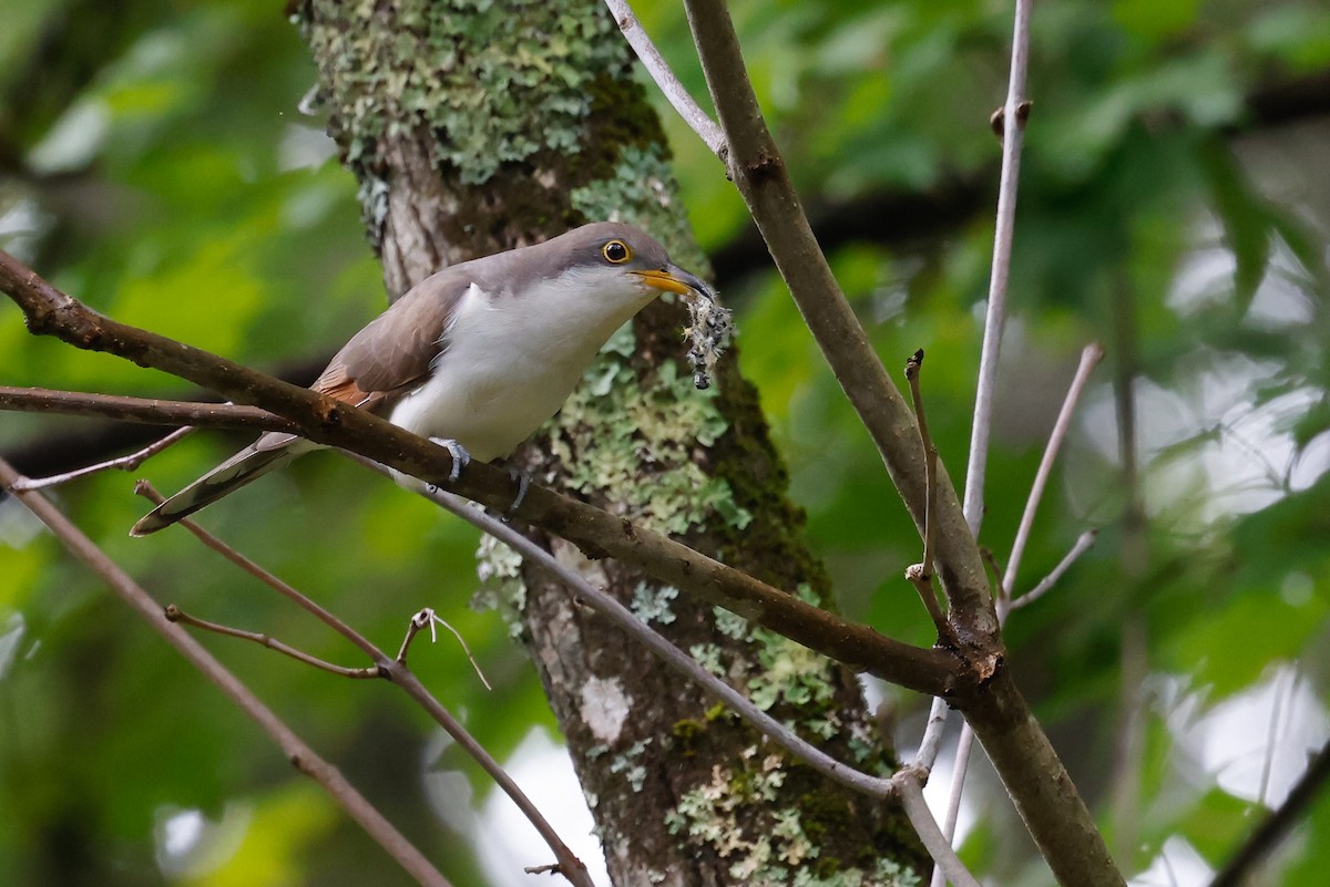 Yellow-billed Cuckoo - Baxter Beamer
