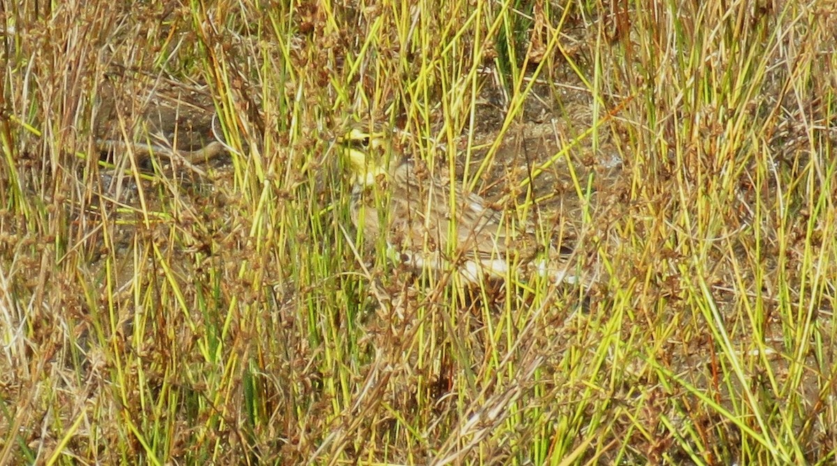 Horned Lark - ML609359187