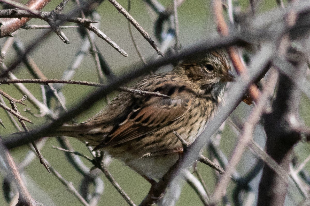 Lincoln's Sparrow - ML609359207