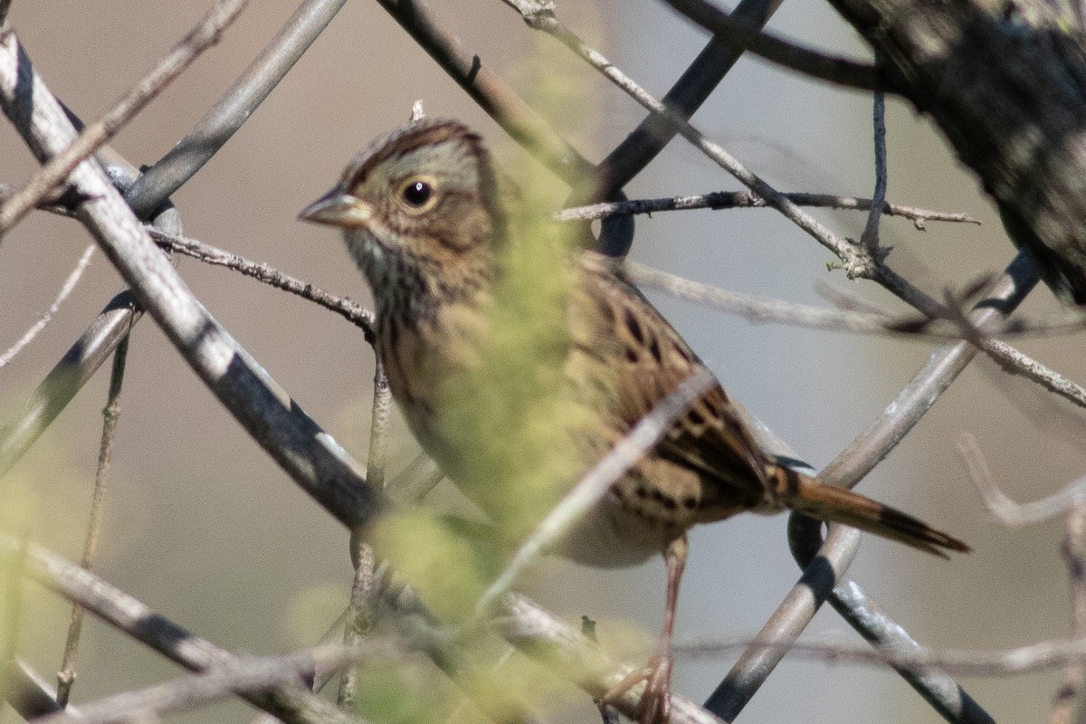 Lincoln's Sparrow - ML609359208