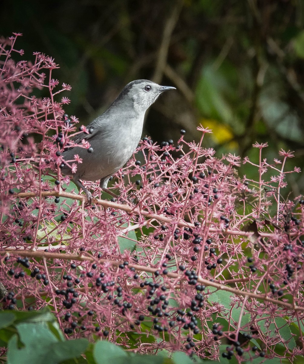 Gray Catbird - ML609359243