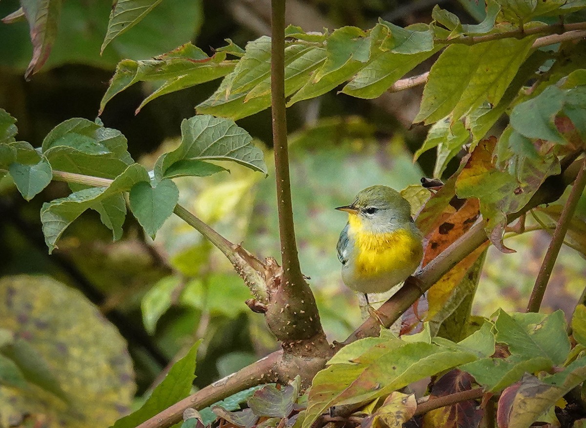 Northern Parula - ada bar