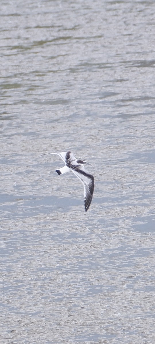 Little Gull - Mehmet Erarslan