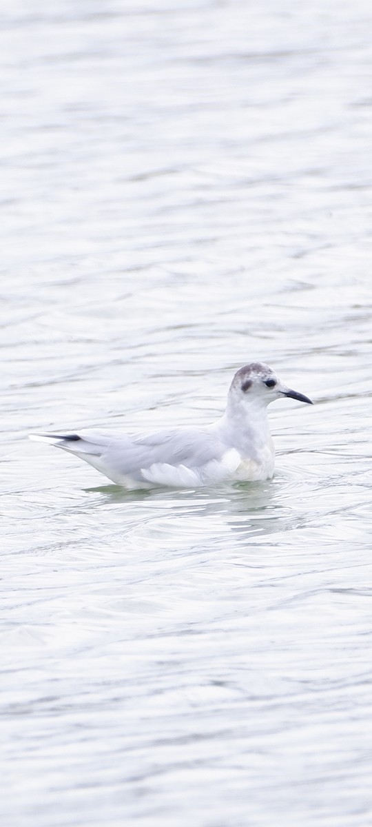 Little Gull - Mehmet Erarslan