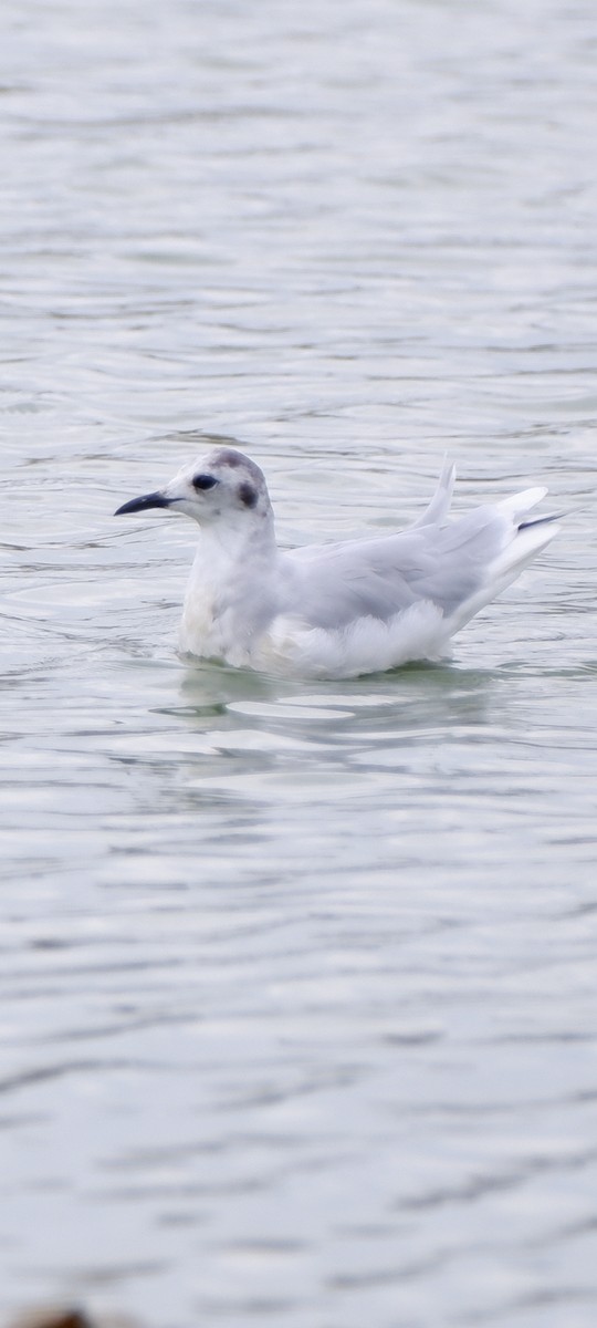 Little Gull - Mehmet Erarslan