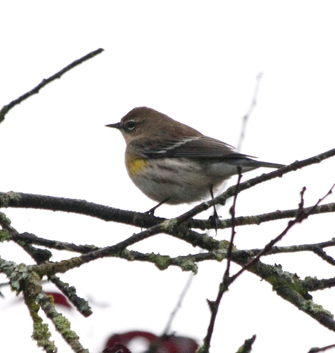 Пісняр-лісовик жовтогузий (підвид coronata) - ML609359480