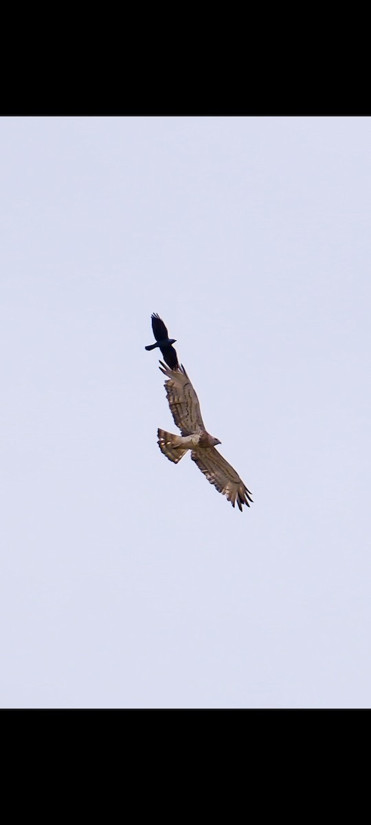 Short-toed Snake-Eagle - Mehmet Erarslan