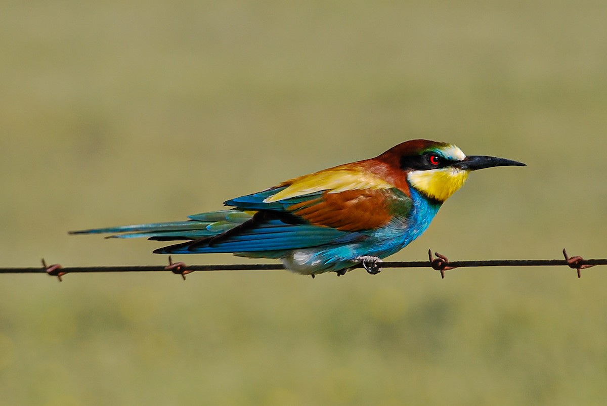 European Bee-eater - Kurt Gaskill